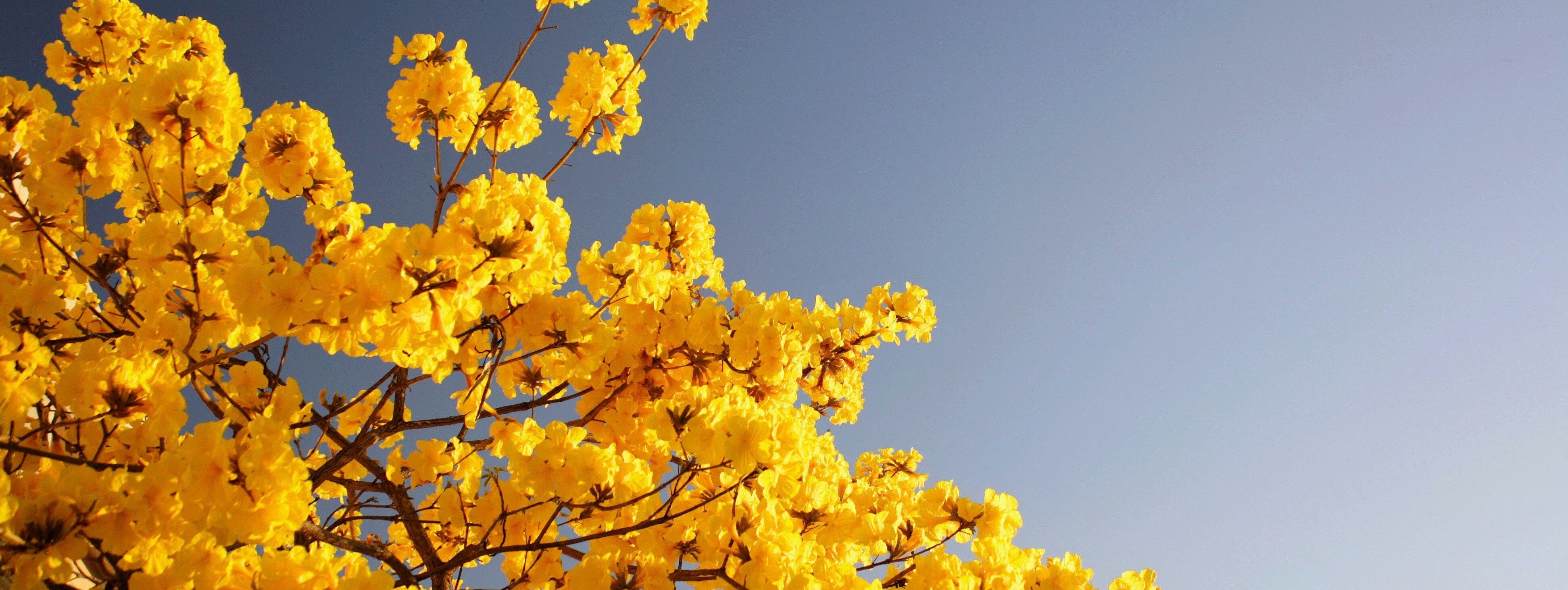 Yellow flowers against a clear blue sky